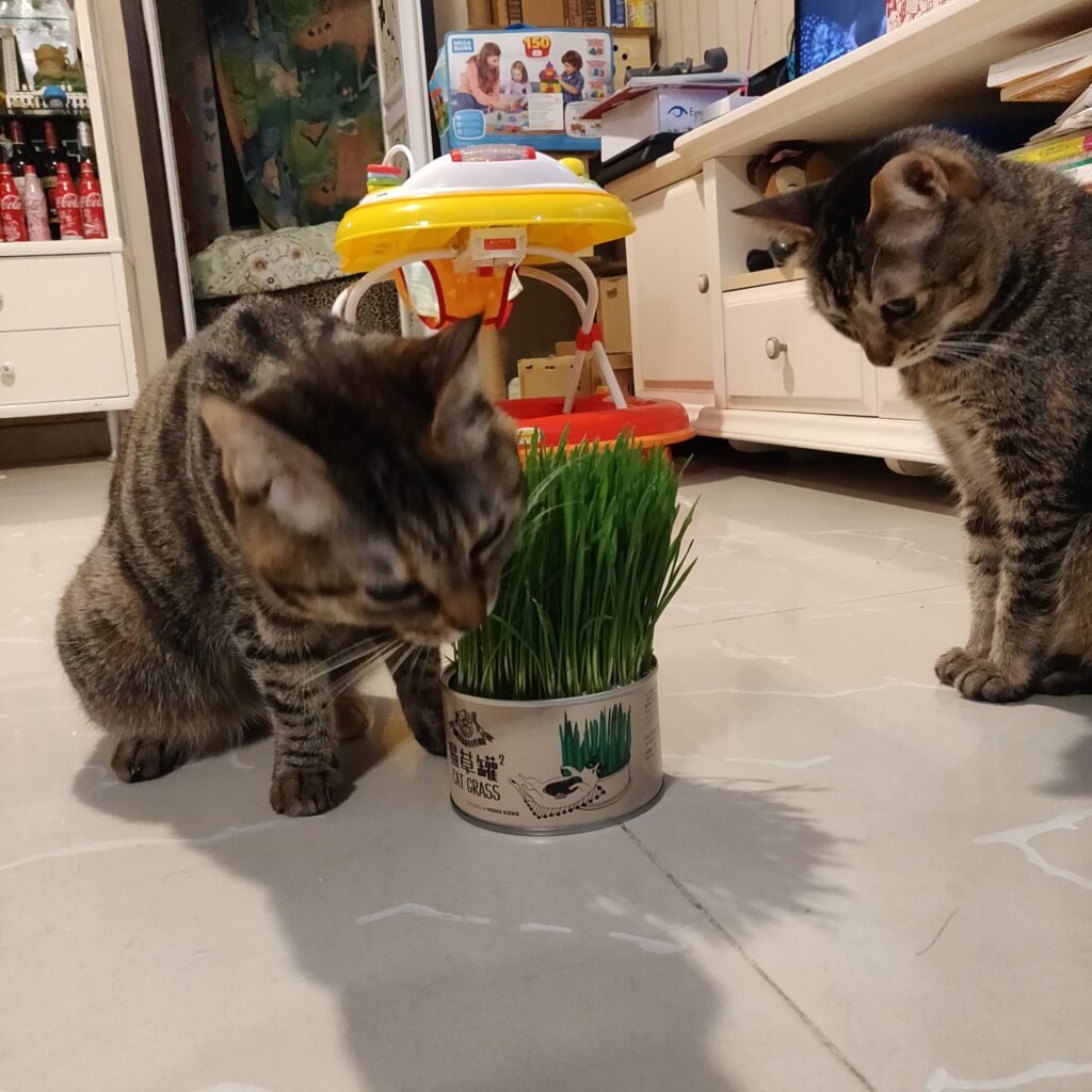 Petzzle Cat Grass by Woofwork